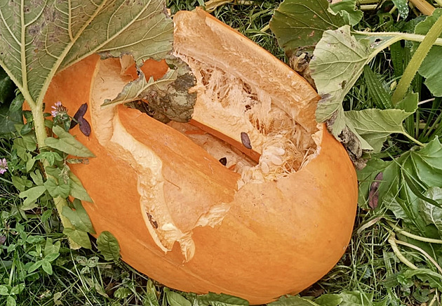 Komunitnímu centru někdo rozšlapal obří dýně, muselo zrušit oblíbenou akci