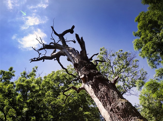 Soutok Moravy a Dyje zůstává chráněnou oblastí. Soud zamítl návrh poslanců ANO