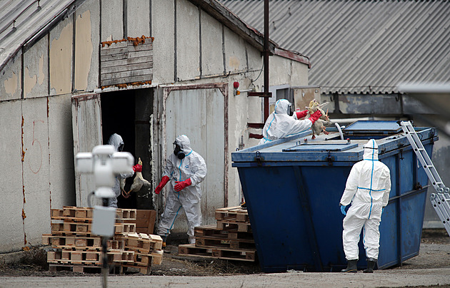 Na Nymbursku začala likvidace chovu kachen s ptačí chřipkou, pomáhají i vězni