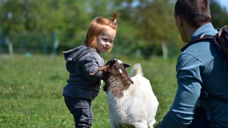 Děti líbaly kozy pokryté výkaly. Smrtícím parazitem se na britské farmě nakazily stovky lidí