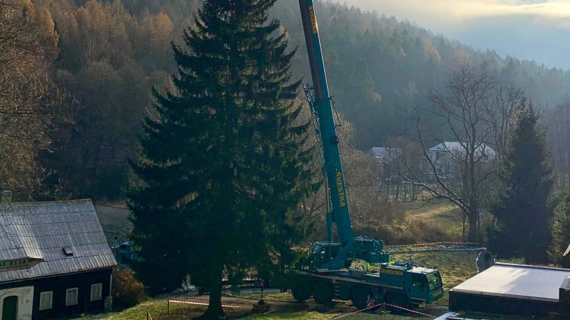 OBRAZEM: Vánoční strom pro Prahu už kácejí dřevorubci. Kdy rozzáří centrum města?