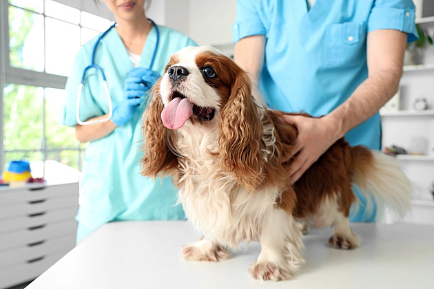 Pije víc než obvykle? Pět signálů, že váš mazlíček může mít cukrovku