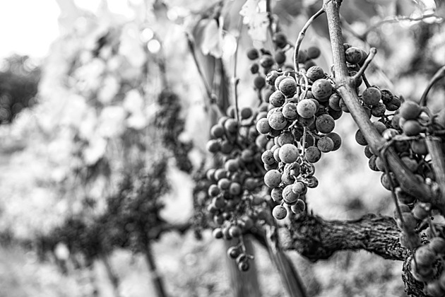 Ukrývaný ve falešné identitě. Hledaného zločince ve vinaři nepoznali ani sousedé