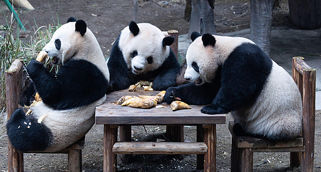 Panda velká přežila jako zázrakem. Tajemství ohroženého symbolu Číny