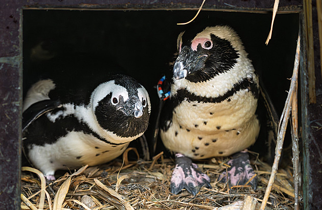 Homosexuální pár tučňáků se rozpadl, Fleury už má partnerku i dvě mláďata