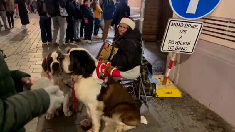 Týrání psů na ulici v Brně? Organizovaná skupina zneužívá ozdobené bernardýny k žebrotě
