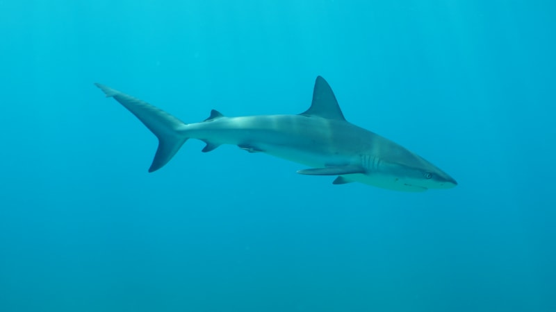 Žraloky hájila, jeden z nich ji zřejmě zabil. V Kalifornii našli tělo nezvěstné triatlonistky