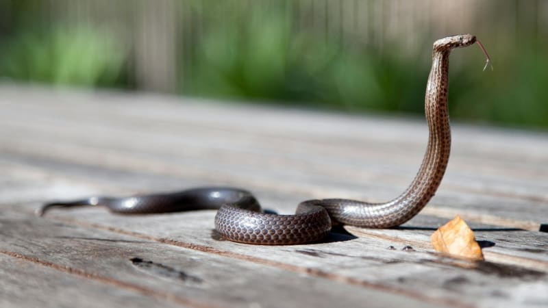 Topící se figurína, UFO či venčení hada. Nejbizarnější loňské zásahy ostravských strážníků