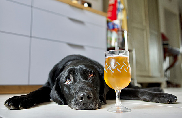 Alkoholici mezi zvířaty. Umí pít promyšleně, ale stávají se snadnou kořistí