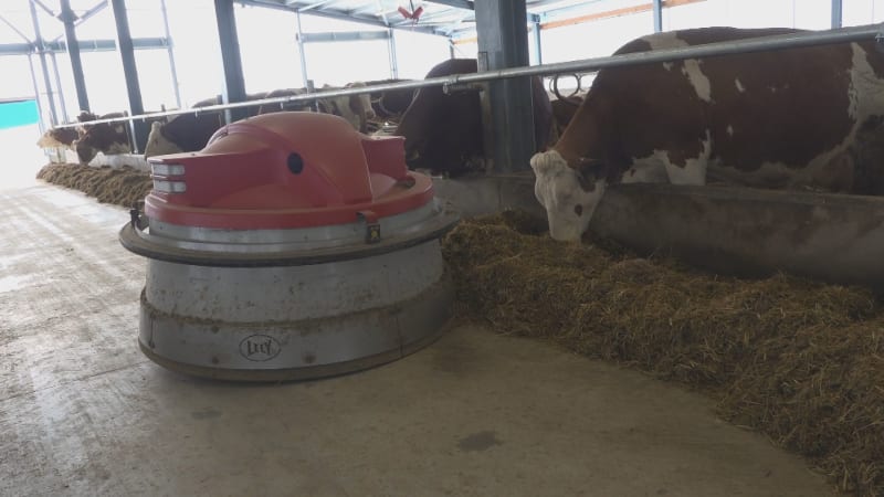 Slunce, seno, roboti. Krávy si na vodních matracích užívají jak v lázních, řídí je automaty