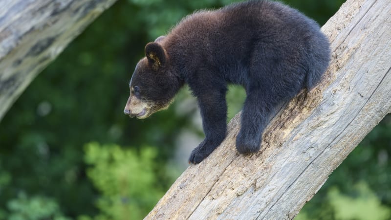 Medvídě přecenilo síly: Vylezlo na strom a neumělo dolů. Nakonec spadlo do sítě, ukazuje video