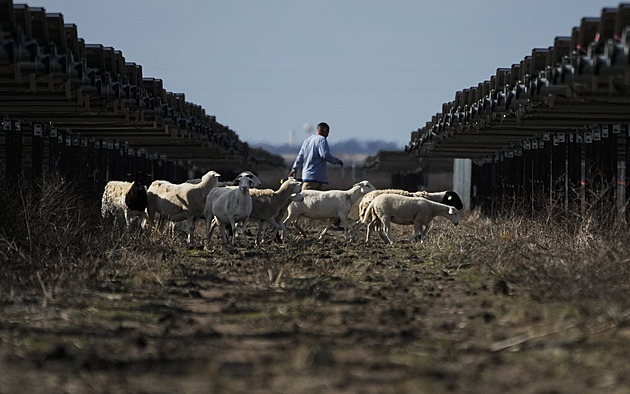 Ovce mezi solárními panely. V Texasu pomáhají udržovat velké energetické projekty