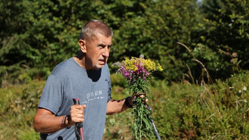 Babiš se kaje za trhání květin v chráněné oblasti. Vysvětlil důvod, je ochoten zaplatit pokutu
